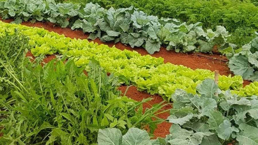 Fitoquímicos hongos fitopatógenos 1 (2)|Fitoquímicos hongos fitopatógenos 2